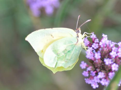 Gonepteryx rhamni